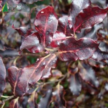 PITTOSPORUM  ATROPURPUREUM 60/80 Cont.5/7.5 L 