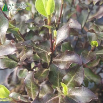 PITTOSPORUM tenuifolium Dark Diva