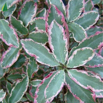 PITTOSPORUM tenuifolium Elizabeth  Cont.3/4 L 
