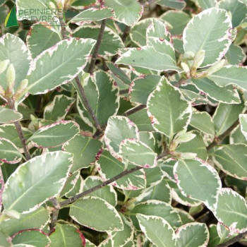 PITTOSPORUM tenuifolium Garnetti