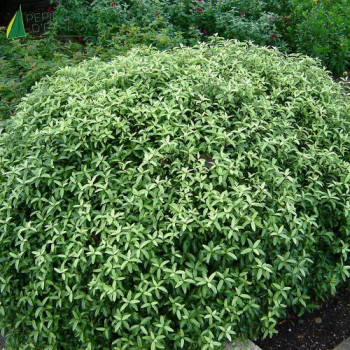 PITTOSPORUM tenuifolium Pompom