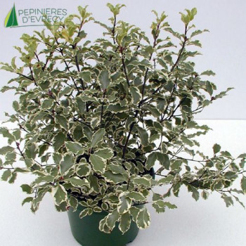 PITTOSPORUM tenuifolium Variegatum