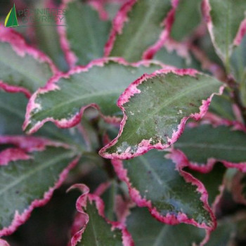 PITTOSPORUM tenuifolium Victoria