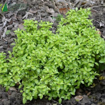 PITTOSPORUM tenuifolium Gold Ball ®  Cont.2/2.5 L 