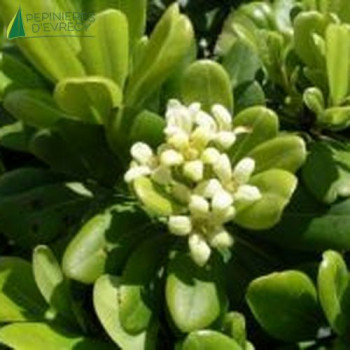 PITTOSPORUM tobira Nanum
