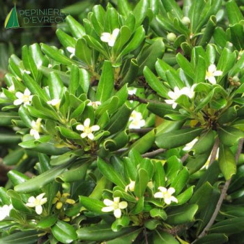 PITTOSPORUM tobira Neige du Mont Ventoux