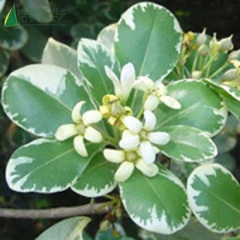 PITTOSPORUM tobira variegata  Cont.5/7.5 L 