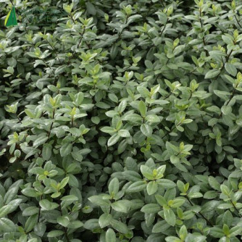 PITTOSPORUM tenuifolium Silver Ball ®  Cont.2/2.5 L 