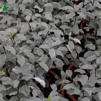 PITTOSPORUM tenuifolium Silver queen