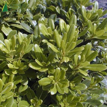 PITTOSPORUM tobira 40/60 Cont.5/7.5 L 
