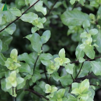 PITTOSPORUM tenuifolium wrinkled blue  Cont.3/4 L 