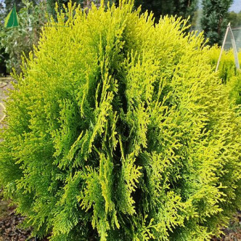 PLATYCLADUS orientalis Aurea Nana
