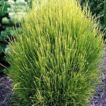 PLATYCLADUS orientalis Franky Boy