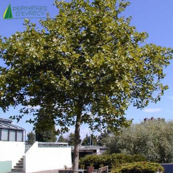PLATANUS x acerifolia