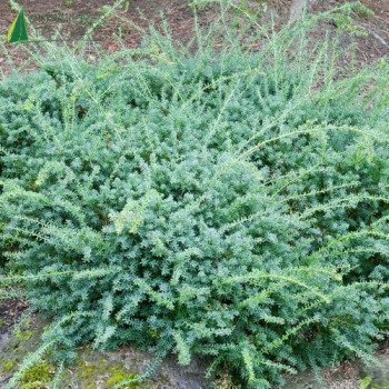 PODOCARPUS lawrencei Blue gem