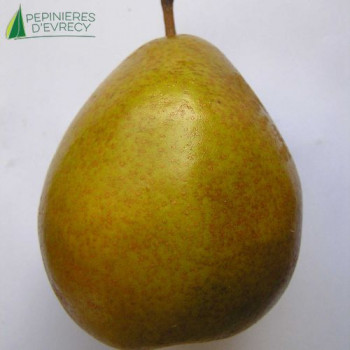 POIRIER Beurré Hardy (pyrus communis)