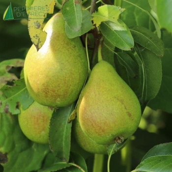 POIRIER colonnaire Condo (PYRUS communis)
