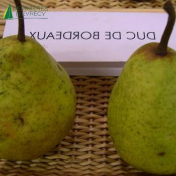 POIRIER Duc de bordeaux (pyrus communis)