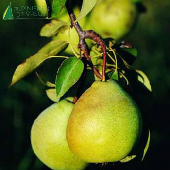 POIRIER Duc de bordeaux (pyrus communis)