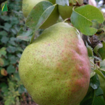 POIRIER Duchesse d'angouleme (pyrus communis)