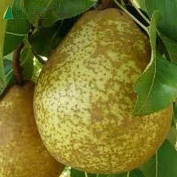 POIRIER General leclerc (pyrus communis) Double U Conteneur 