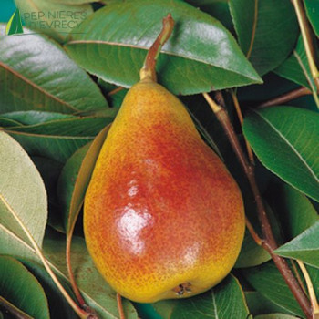 POIRIER Louise bonne d'avranche (pyrus communis)