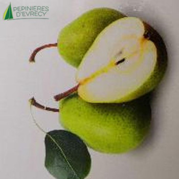 POIRIER nain Louisa (pyrus communis)