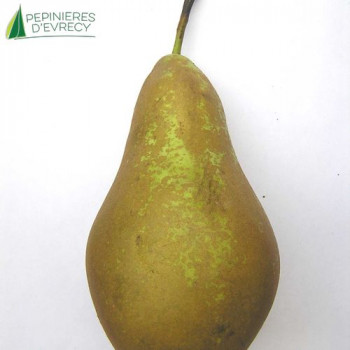 POIRIER Conference (pyrus communis)