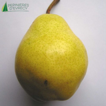 POIRIER Williams (pyrus communis)