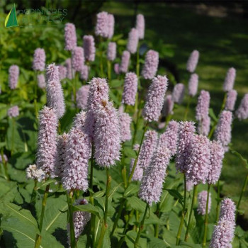 POLYGONUM affine Superbum