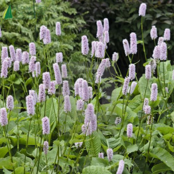 POLYGONUM bistorta Superbum  Godet 8/9 