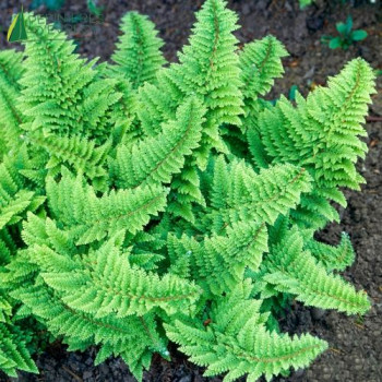POLYSTICHUM setiferum Plumosum