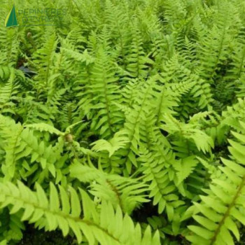 POLYSTICHUM munitum  Godet 8/9 