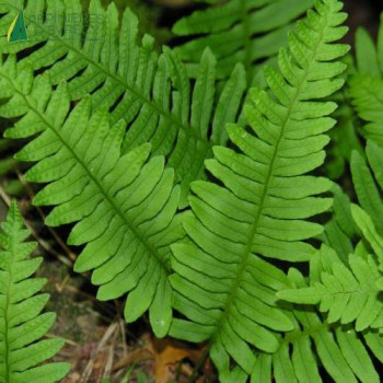 POLYPODIUM vulgare  Godet 8/9 