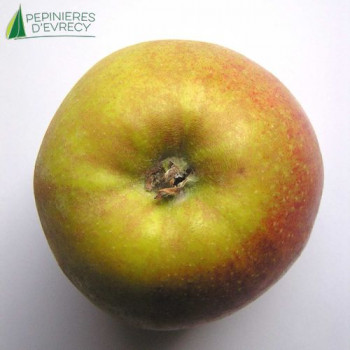 POMMIER Belle de boskoop (malus domestica)