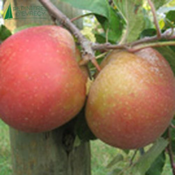 POMMIER  Boskoop rouge Demi Tige 08/10 Rac. Nues 