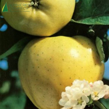 POMMIER  Calville blanc Demi Tige 08/10 Rac. Nues 