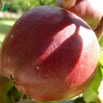 POMMIER Calville rouge (malus domestica)
