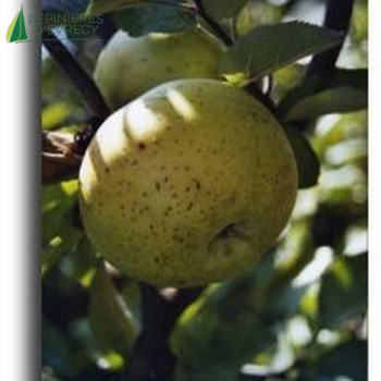 POMMIER Canada blanc (malus domestica)