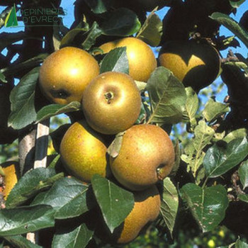POMMIER Canada gris (malus domestica)
