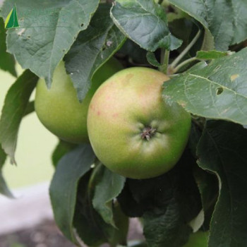 POMMIER colonnaire Gold Sensation (MALUS domestica)