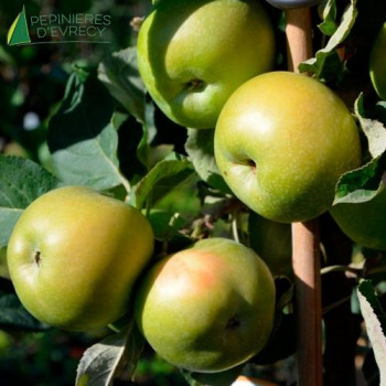 POMMIER colonnaire Green Sensation (MALUS domestica)