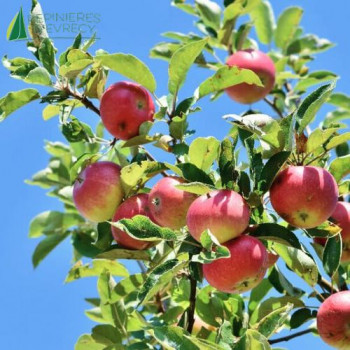 POMMIER colonnaire Mcintosh (MALUS domestica)