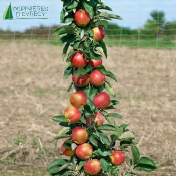 POMMIER colonnaire Red Sensation (malus domestica)