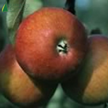 POMMIER Coxs orange pippin (malus domestica)