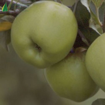 POMMIER  Granny smith Quenouille 2 ans Conteneur 