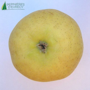 POMMIER Belchard (malus domestica)