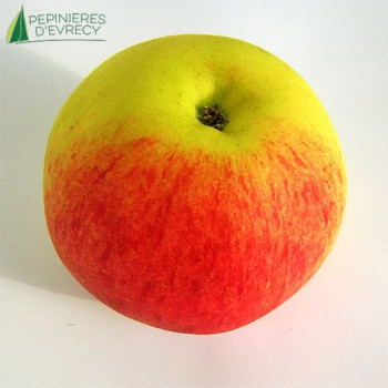 POMMIER Benedictin (malus domestica)