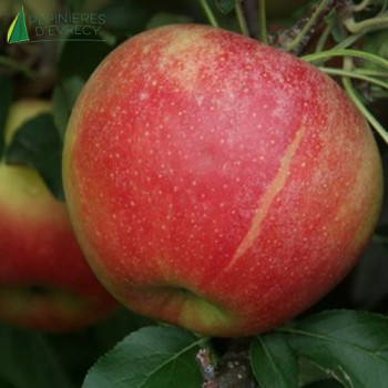 POMMIER Elstar (malus domestica)