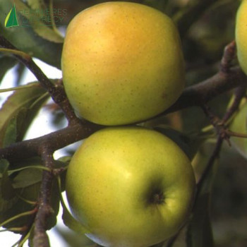 POMMIER Golden (malus domestica)